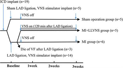 Vagus Nerve Stimulation in Early Stage of Acute Myocardial Infarction Prevent Ventricular Arrhythmias and Cardiac Remodeling